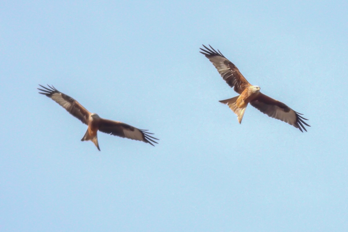 アカトビ - ML644547942