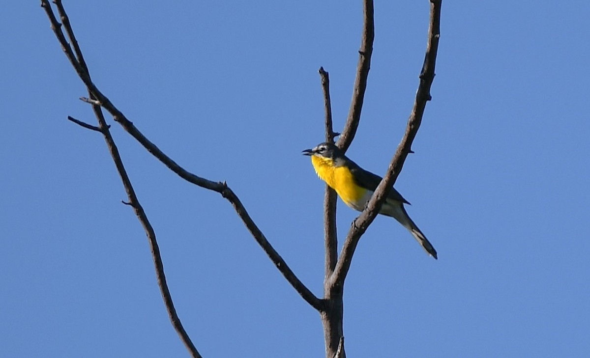 Yellow-breasted Chat - ML644547943