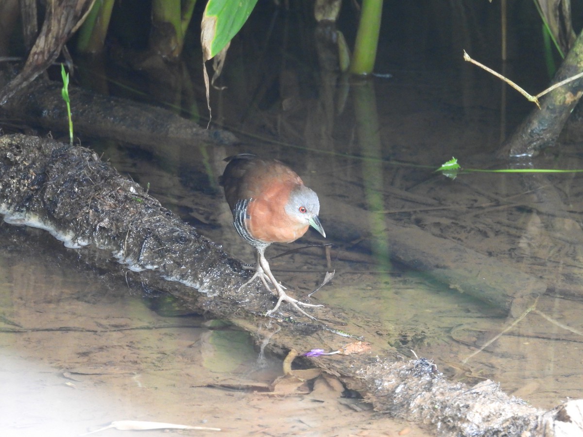 White-throated Crake - ML644547959