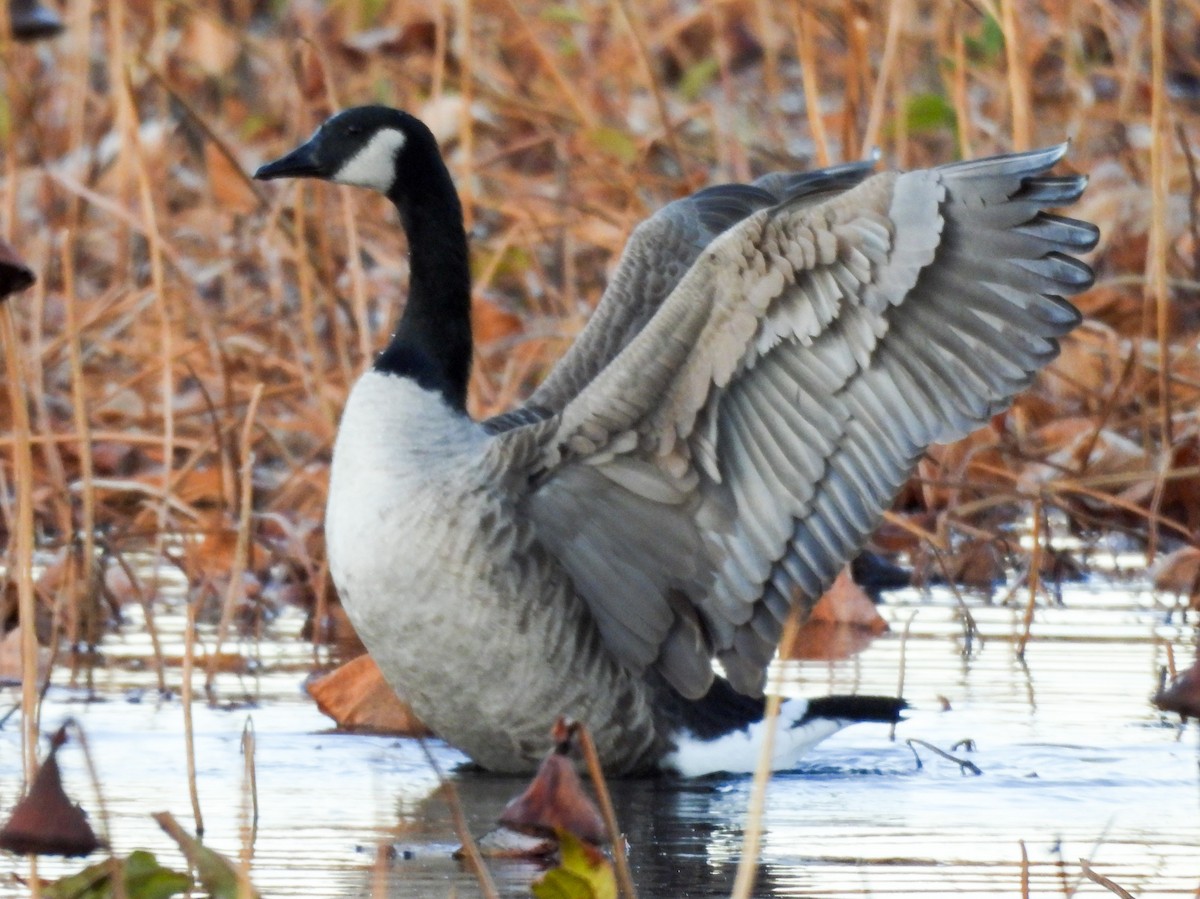 Canada Goose - ML644547960