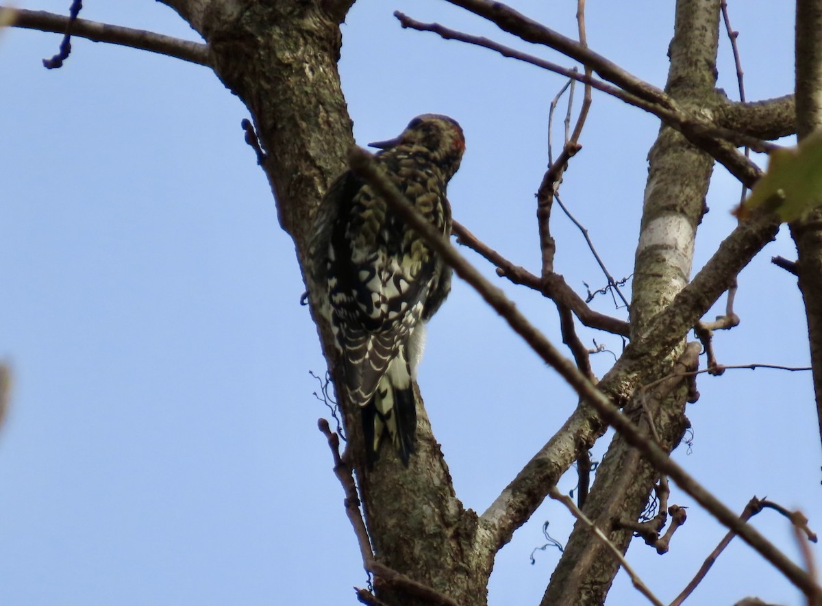 Yellow-bellied Sapsucker - ML644547961
