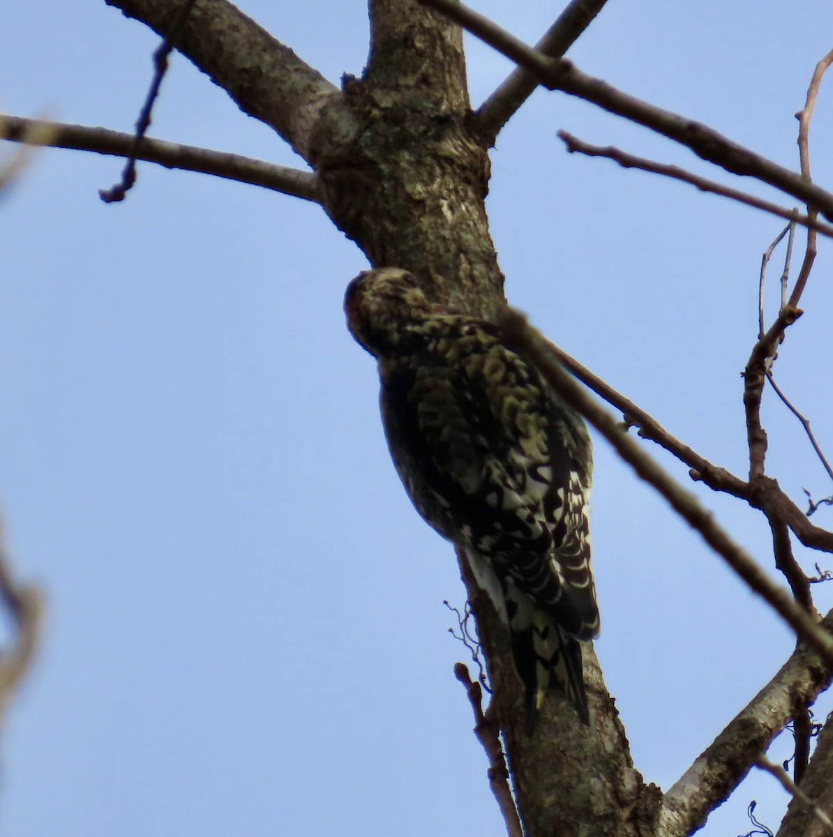 Yellow-bellied Sapsucker - ML644547962