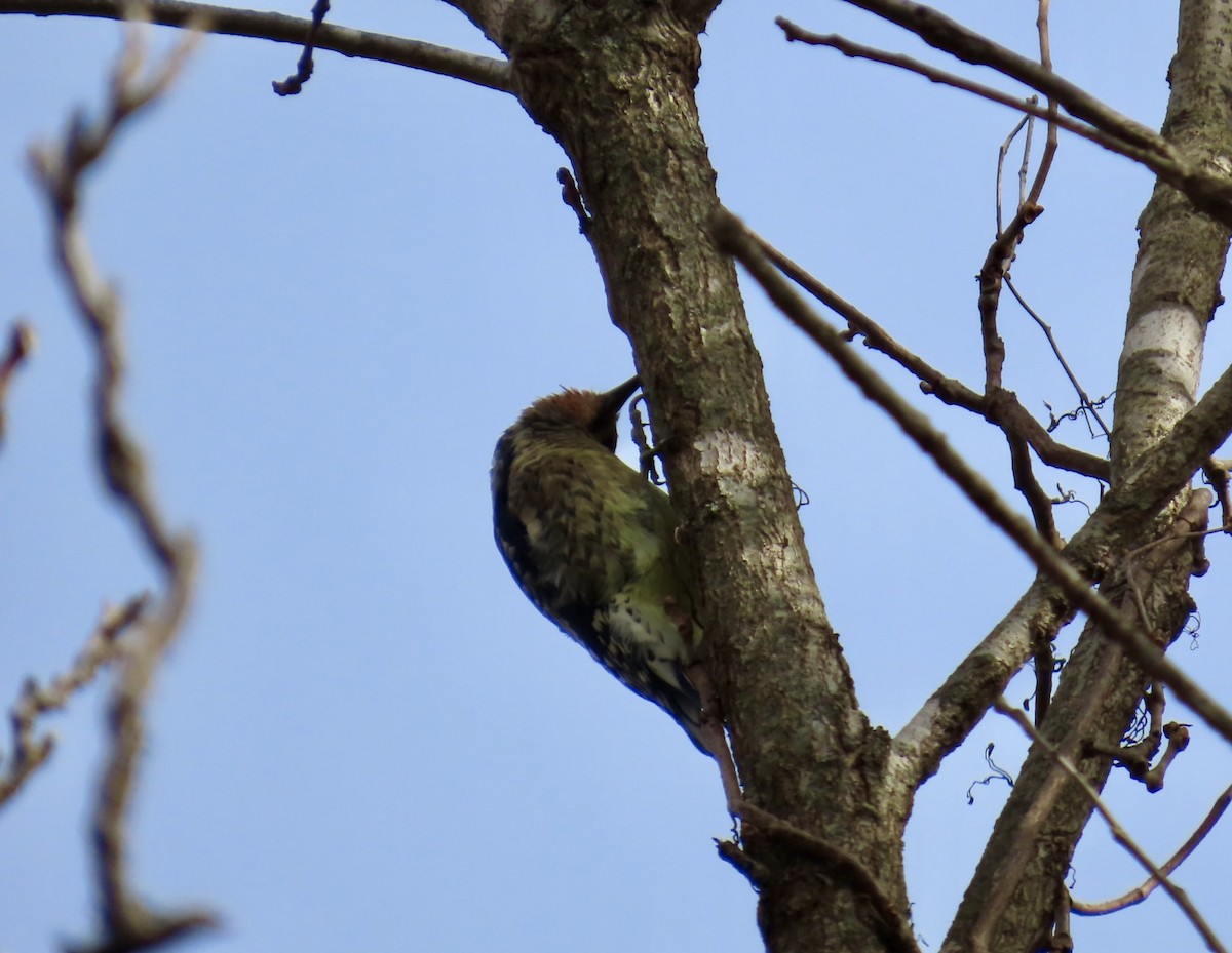 Yellow-bellied Sapsucker - ML644547963