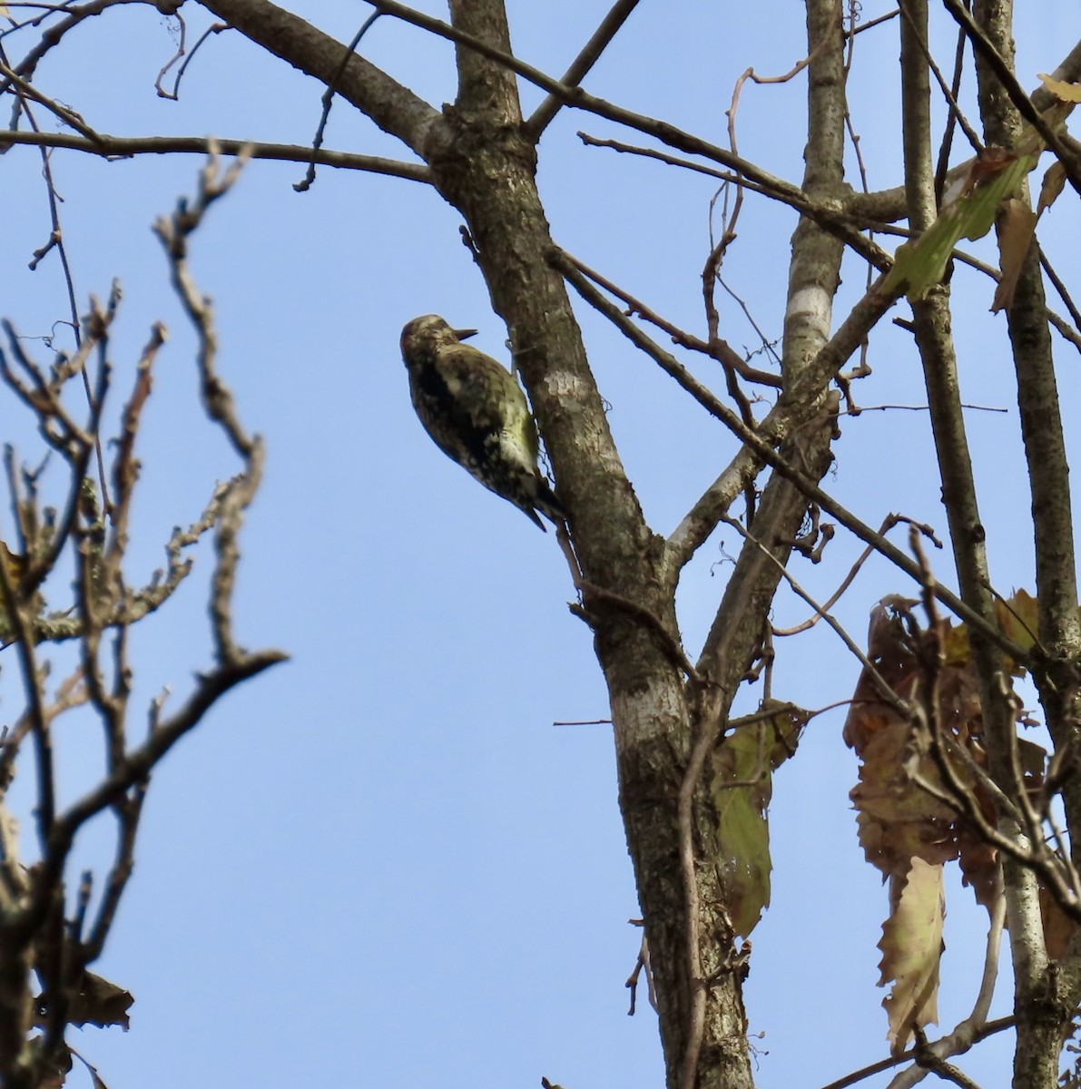 Yellow-bellied Sapsucker - ML644547964