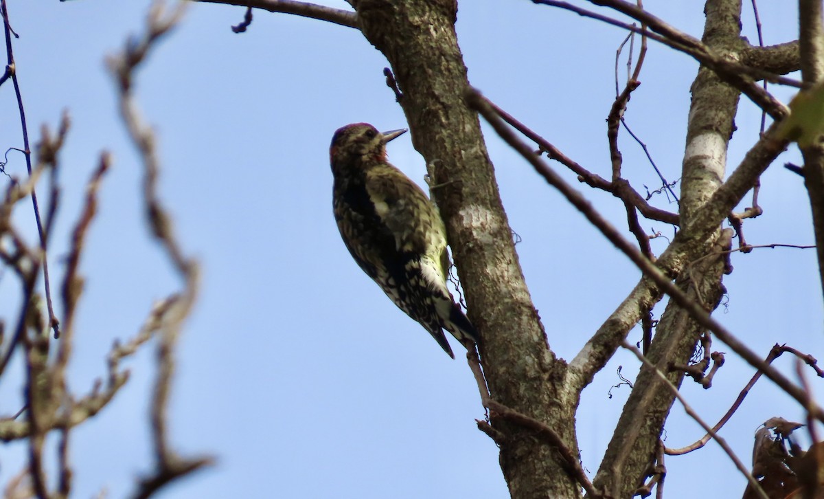 Yellow-bellied Sapsucker - ML644547966