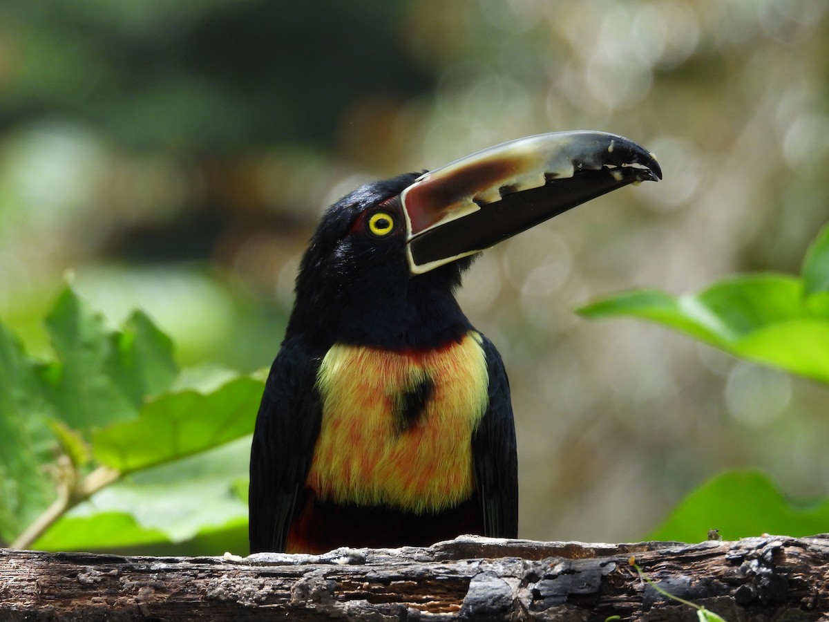 Collared Aracari - ML644547970