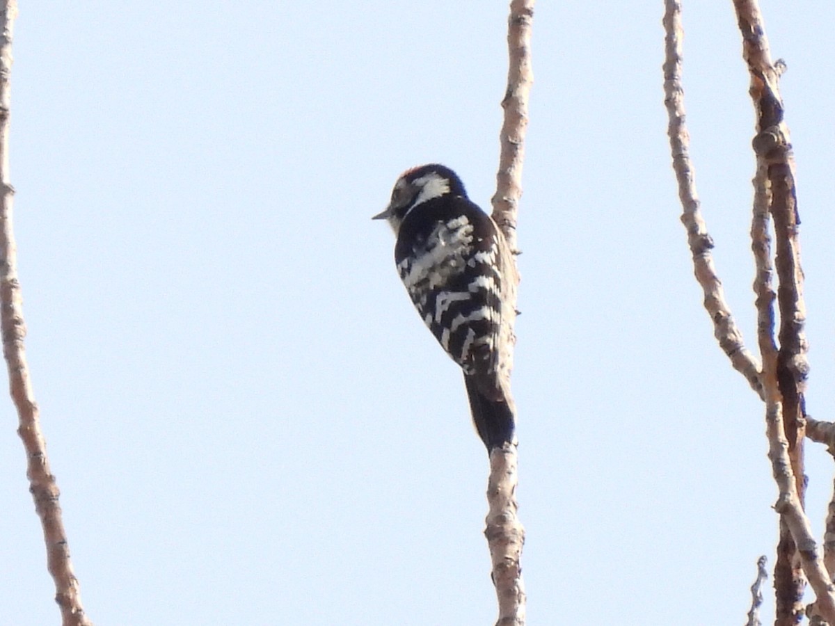 Okil txikia - ML644547973