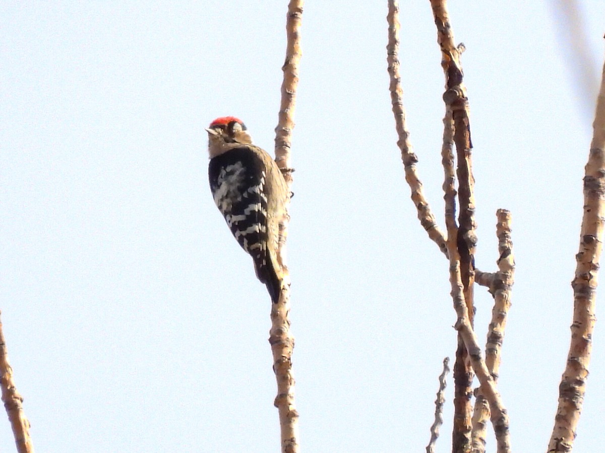 Okil txikia - ML644547974