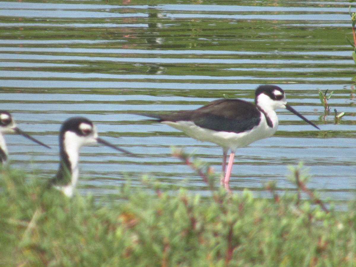 Black-necked Stilt - ML644547983