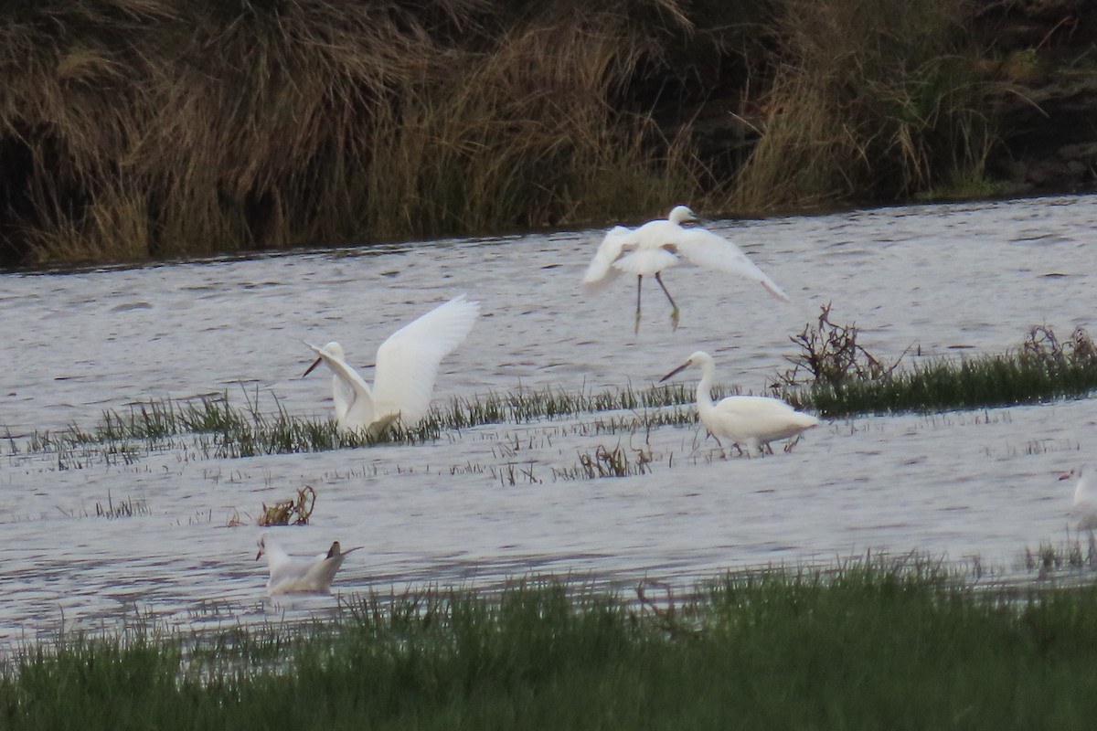 Little Egret - ML644547984