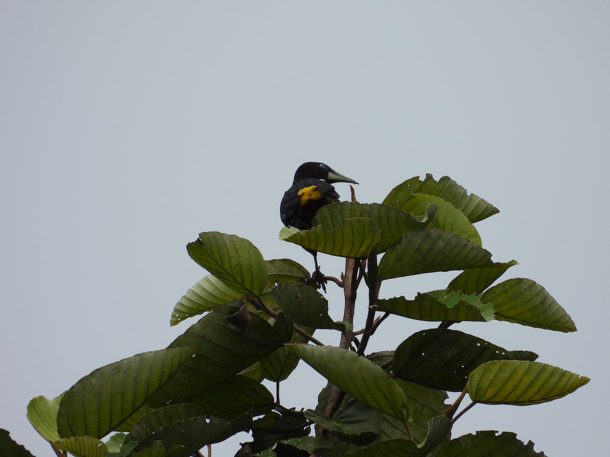 Chestnut-headed Oropendola - ML644547985