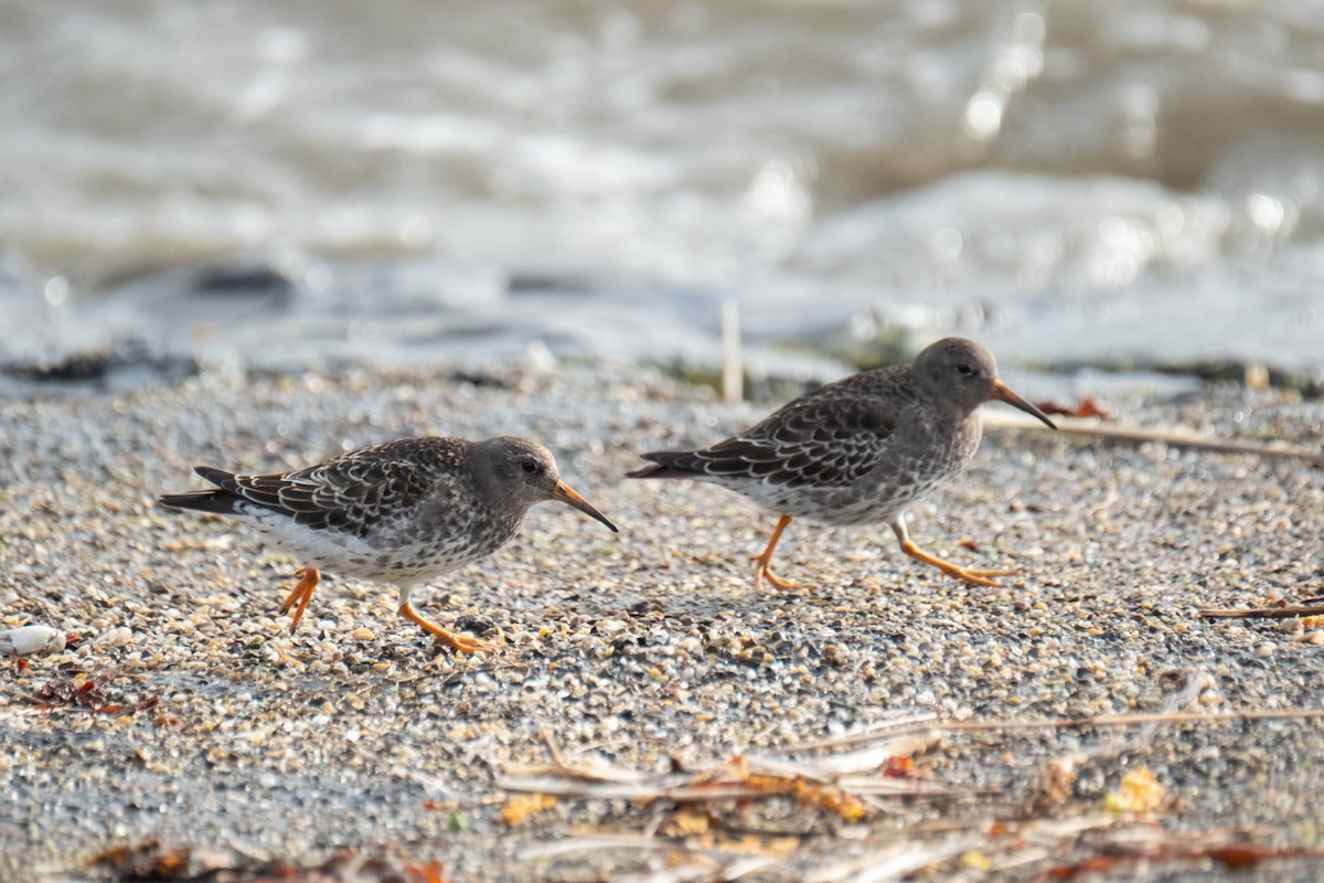 Purple Sandpiper - ML644547987