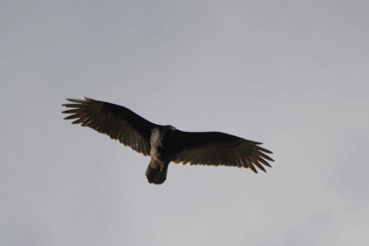 kalkunkondor - ML644547990