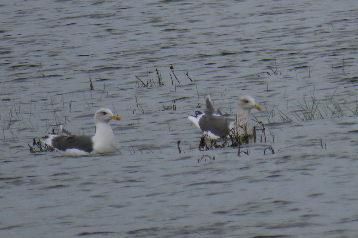 Kara Sırtlı Martı - ML644547998