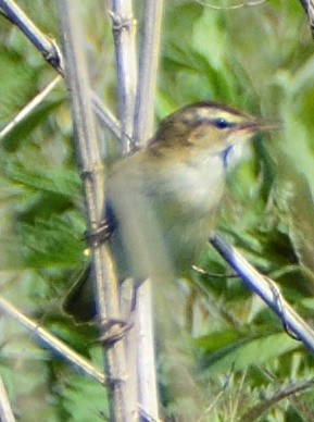 Sedge Warbler - ML644548002