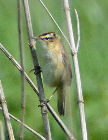 Sedge Warbler - ML644548003