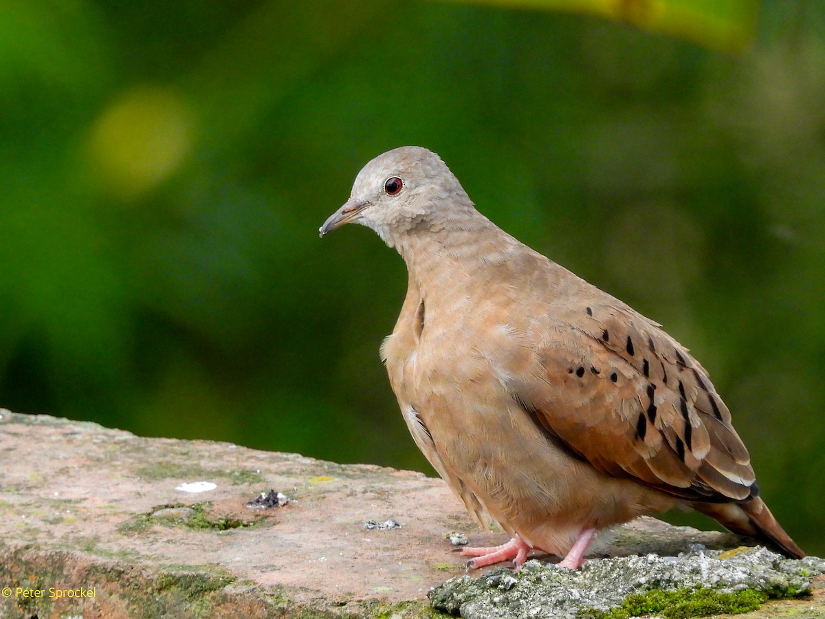 Zwergtäubchen - ML644548012