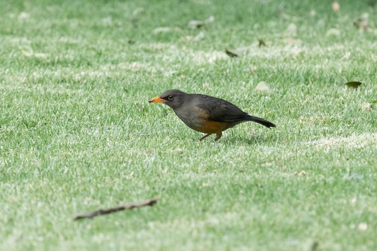 Abyssinian Thrush - ML644548016