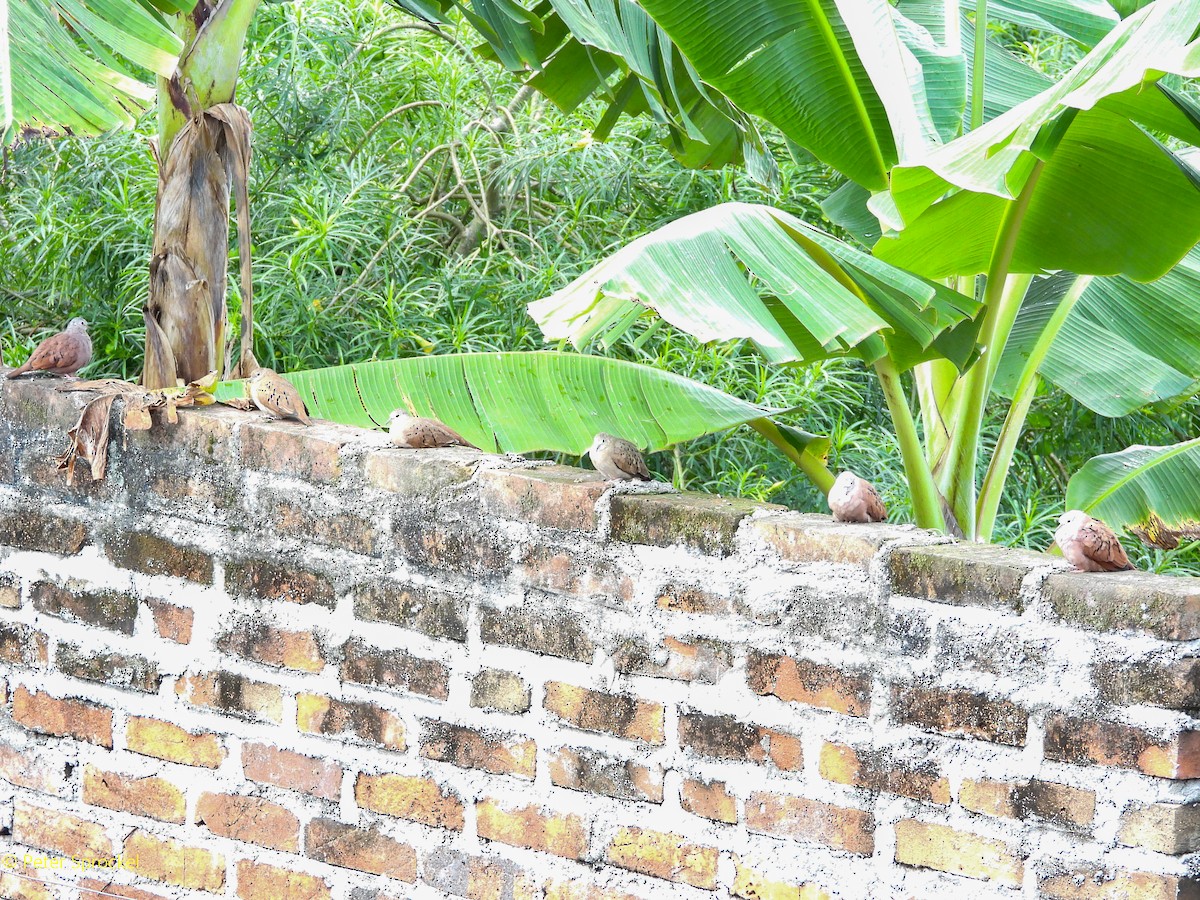 Zwergtäubchen - ML644548017