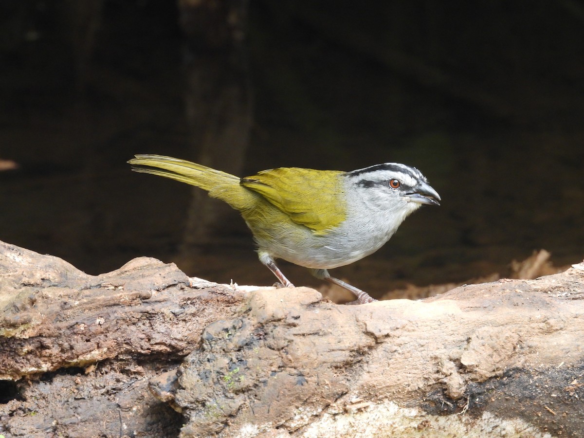 Black-striped Sparrow - ML644548025
