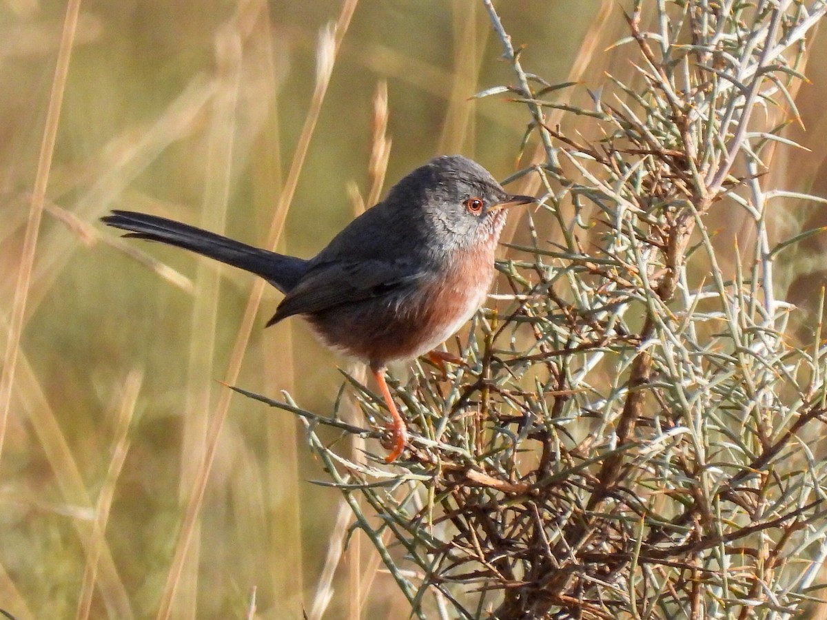 Etze-txinboa - ML644548026