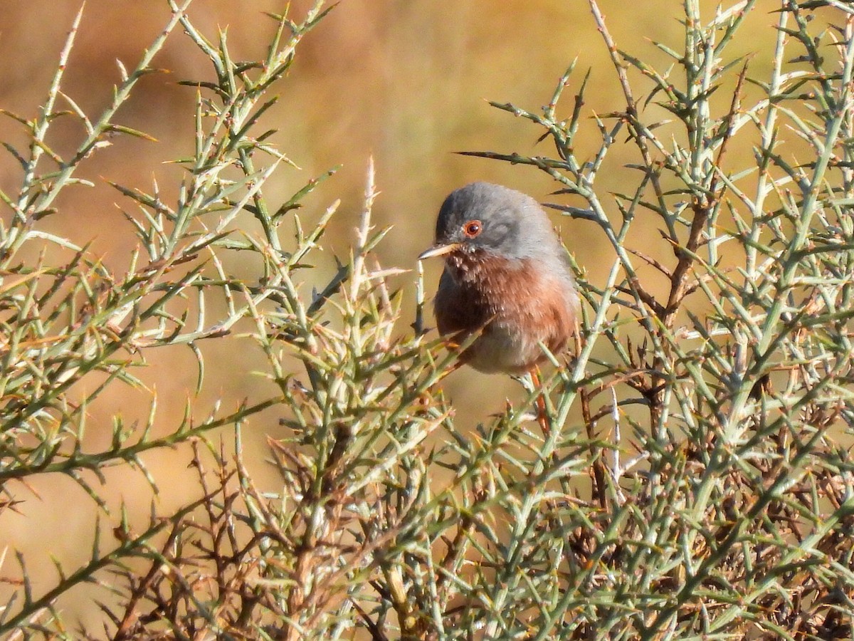 Etze-txinboa - ML644548027