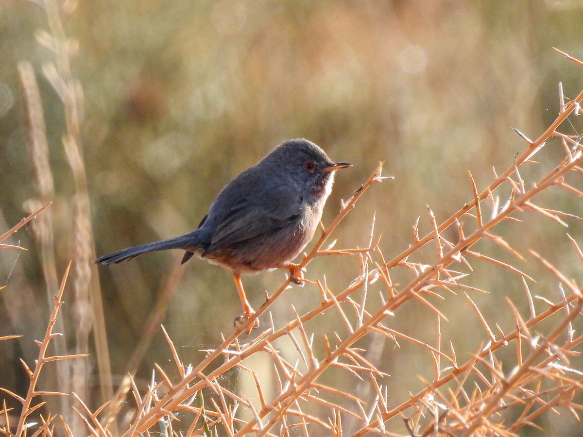 Etze-txinboa - ML644548028