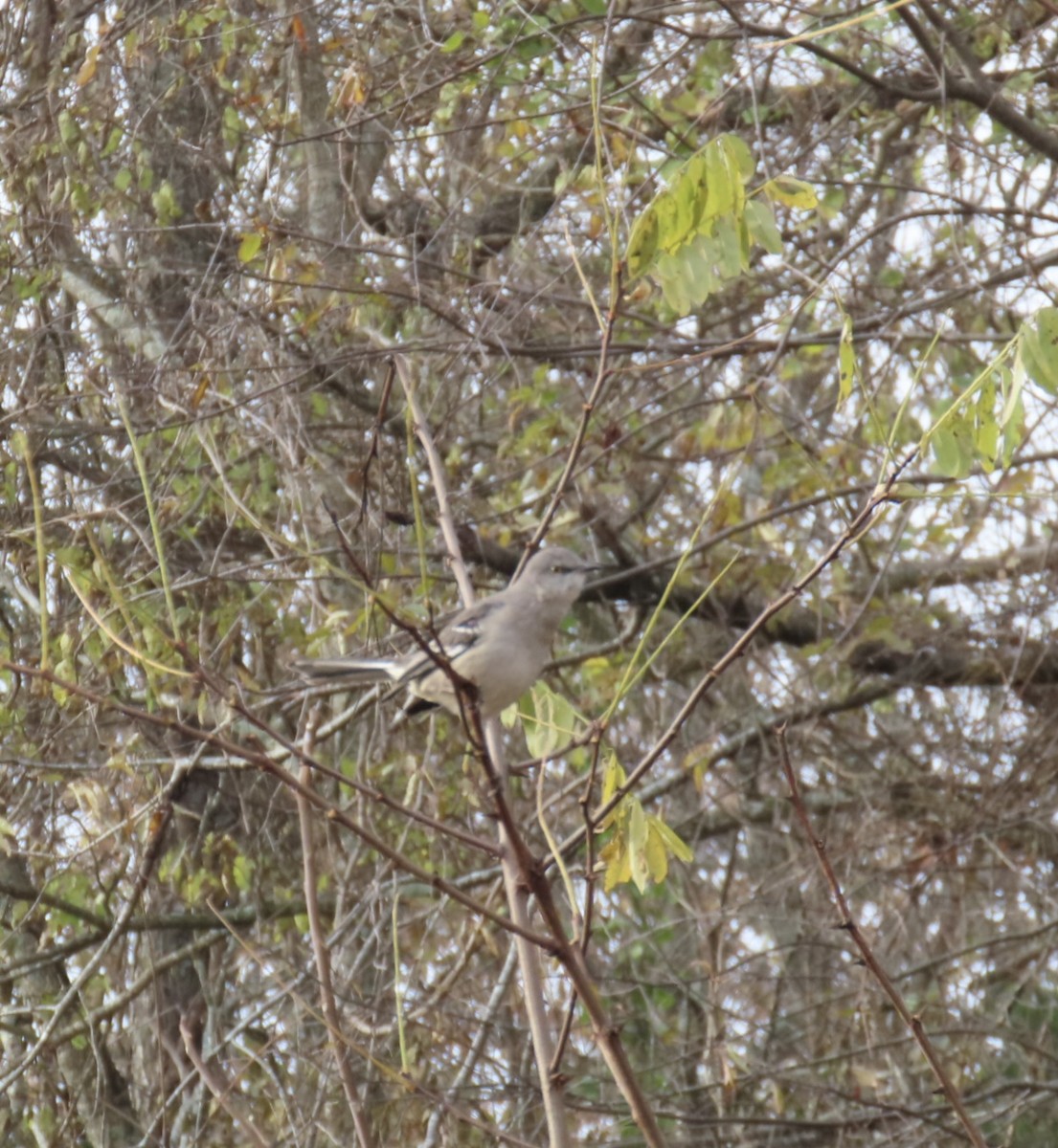 Northern Mockingbird - ML644548030