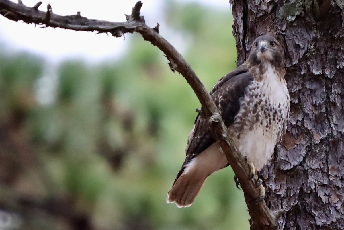 Red-tailed Hawk - ML644548031