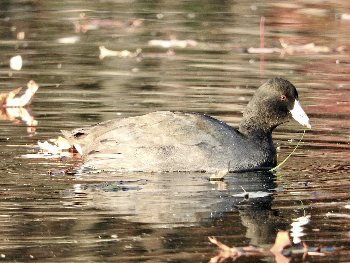 lyska americká - ML644548033