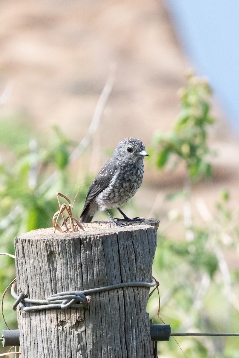 White-eyed Slaty-Flycatcher - ML644548037