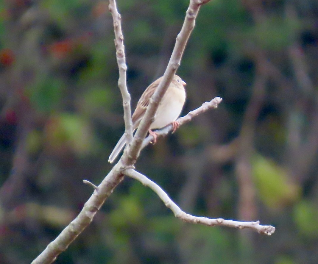 Field Sparrow - ML644548045