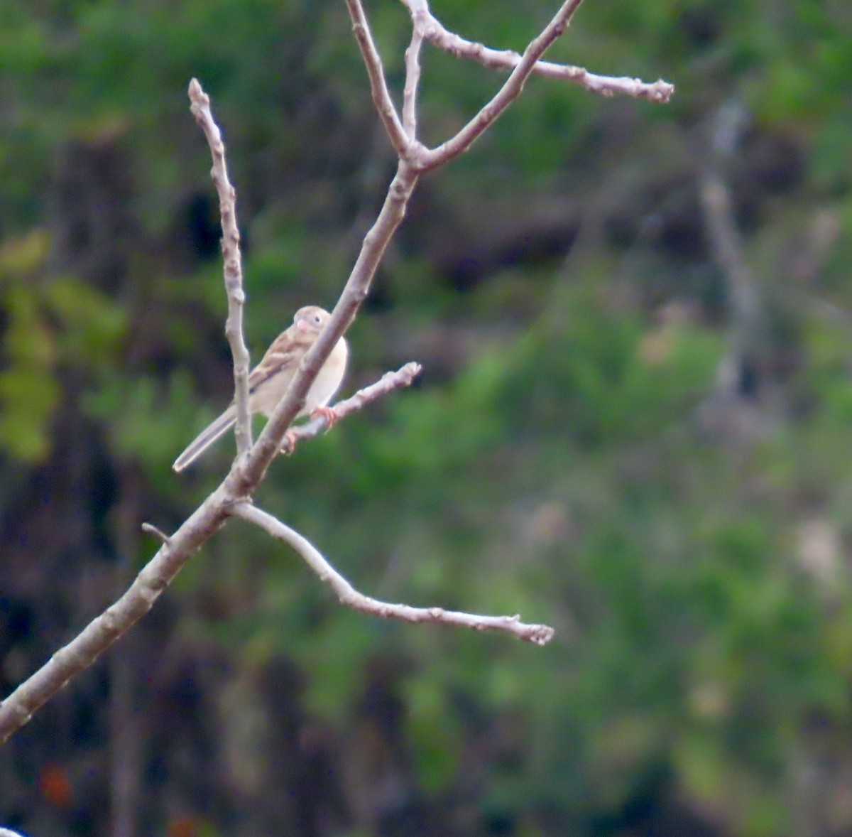 Field Sparrow - ML644548046