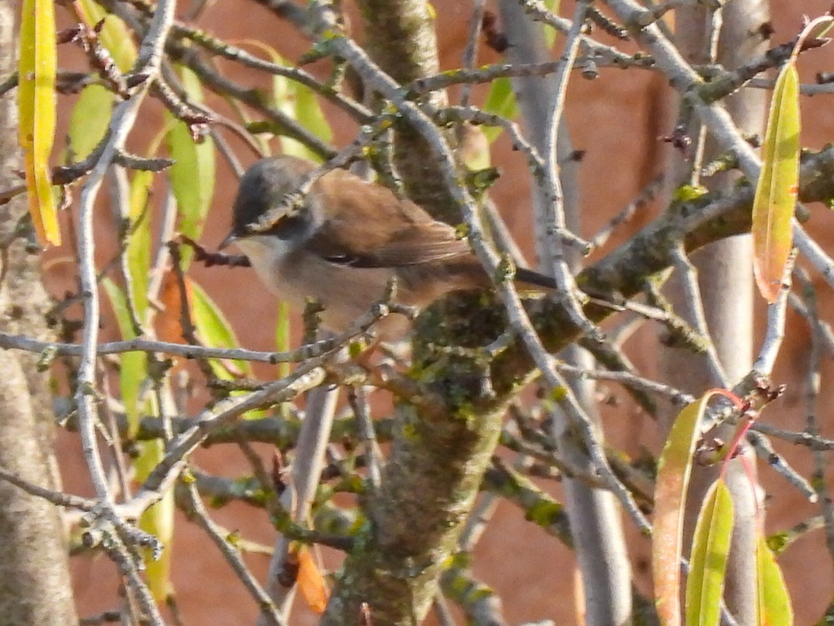Fauvette mélanocéphale - ML644548051