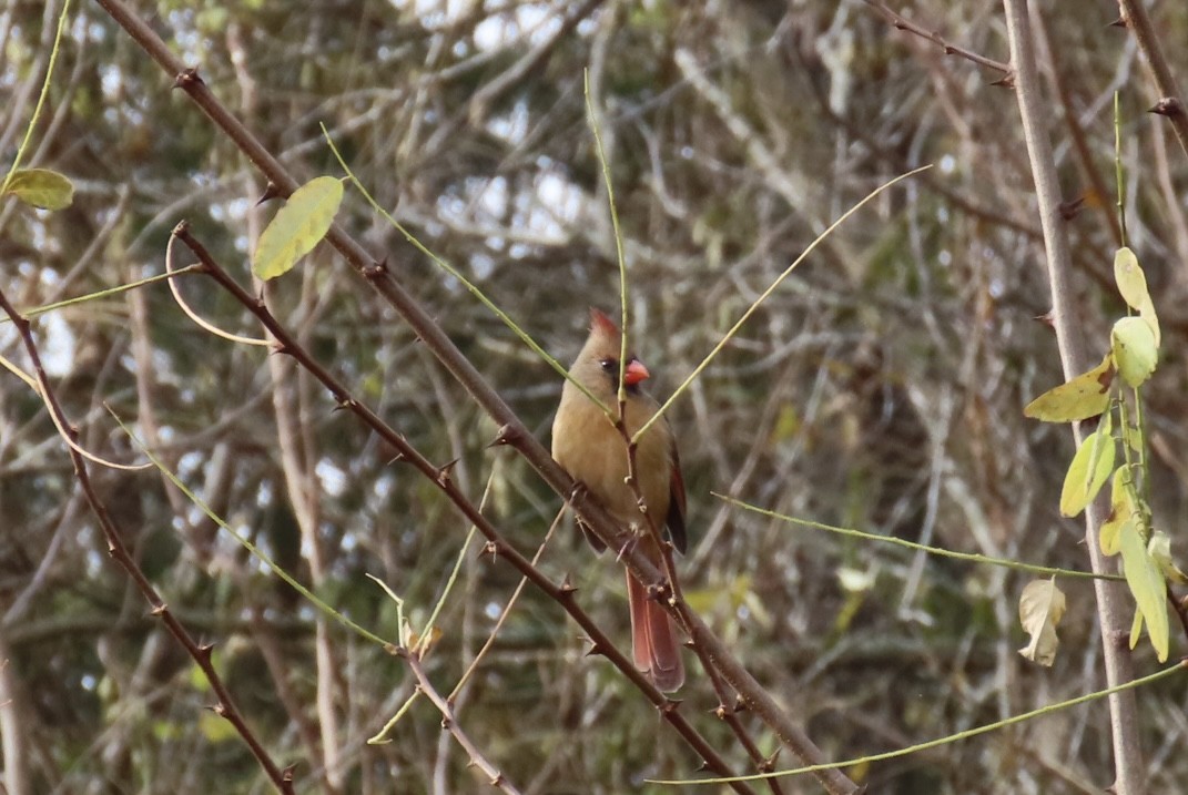 Northern Cardinal - ML644548057