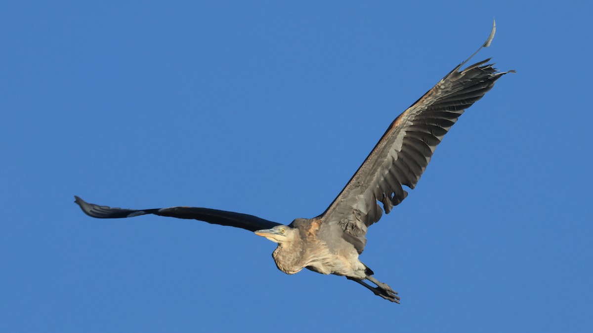 volavka velká - ML644548061