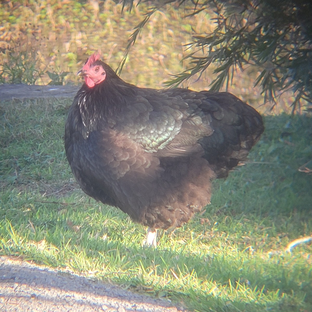 Bankivahuhn (domestiziert) - ML644548076