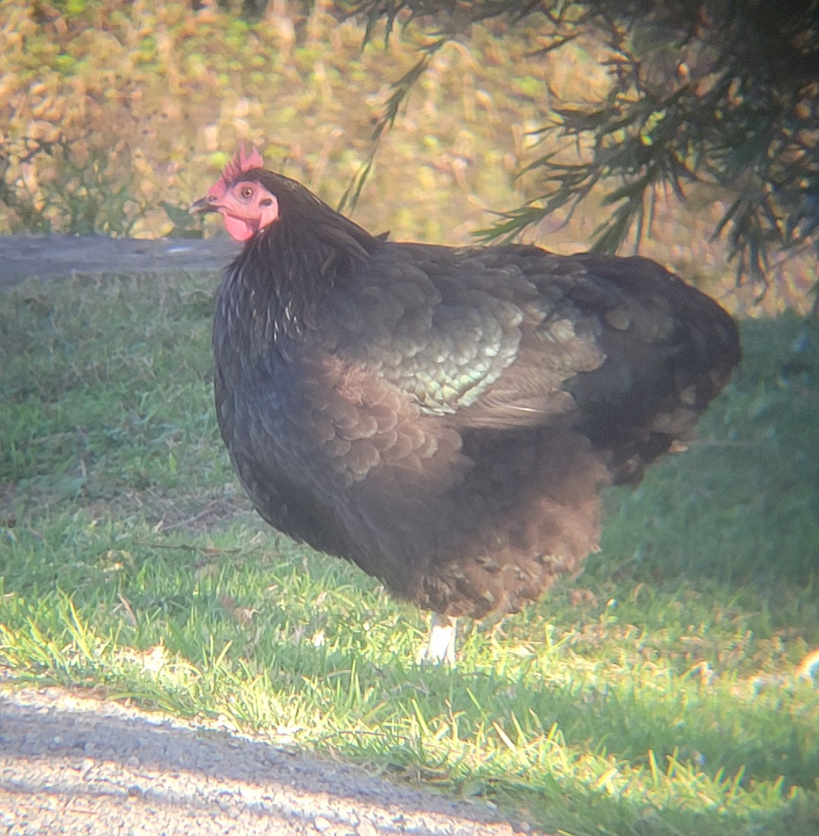 Bankivahuhn (domestiziert) - ML644548077