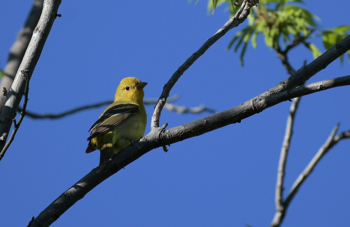 Western Tanager - ML644548078