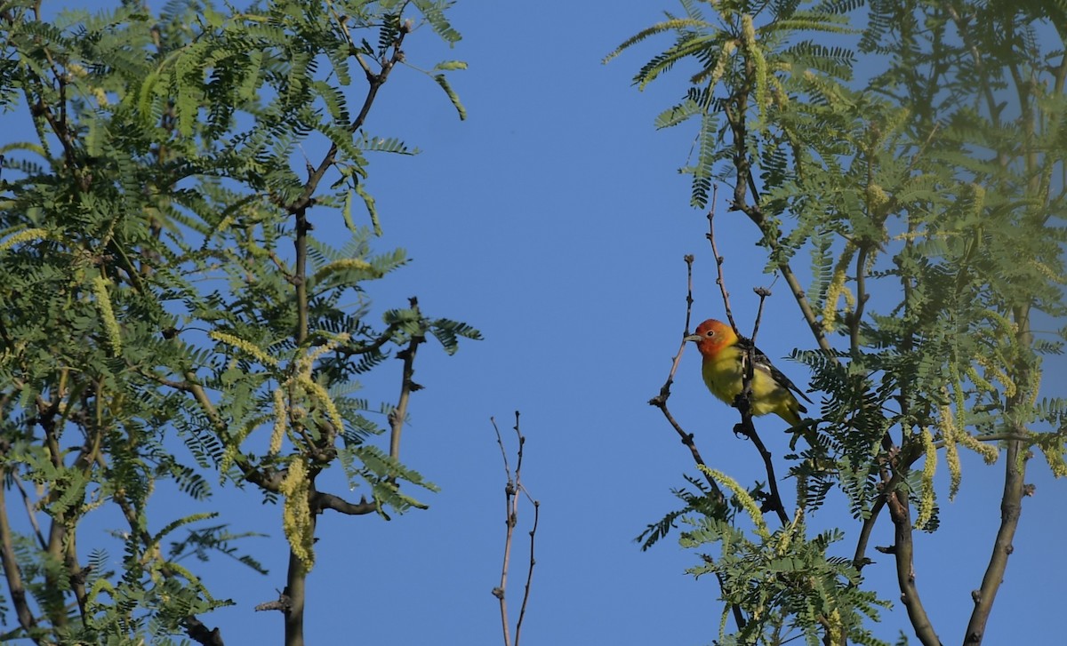 Western Tanager - ML644548079