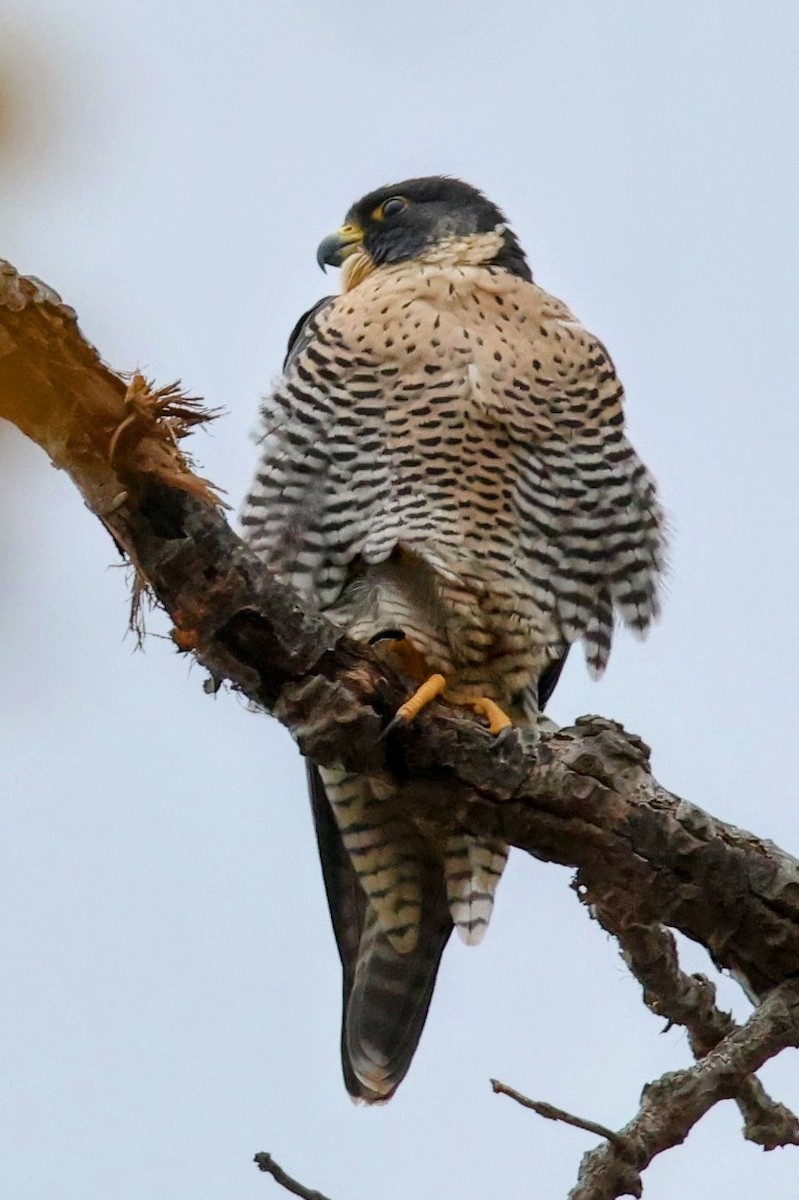 Belatz handia - ML644548080