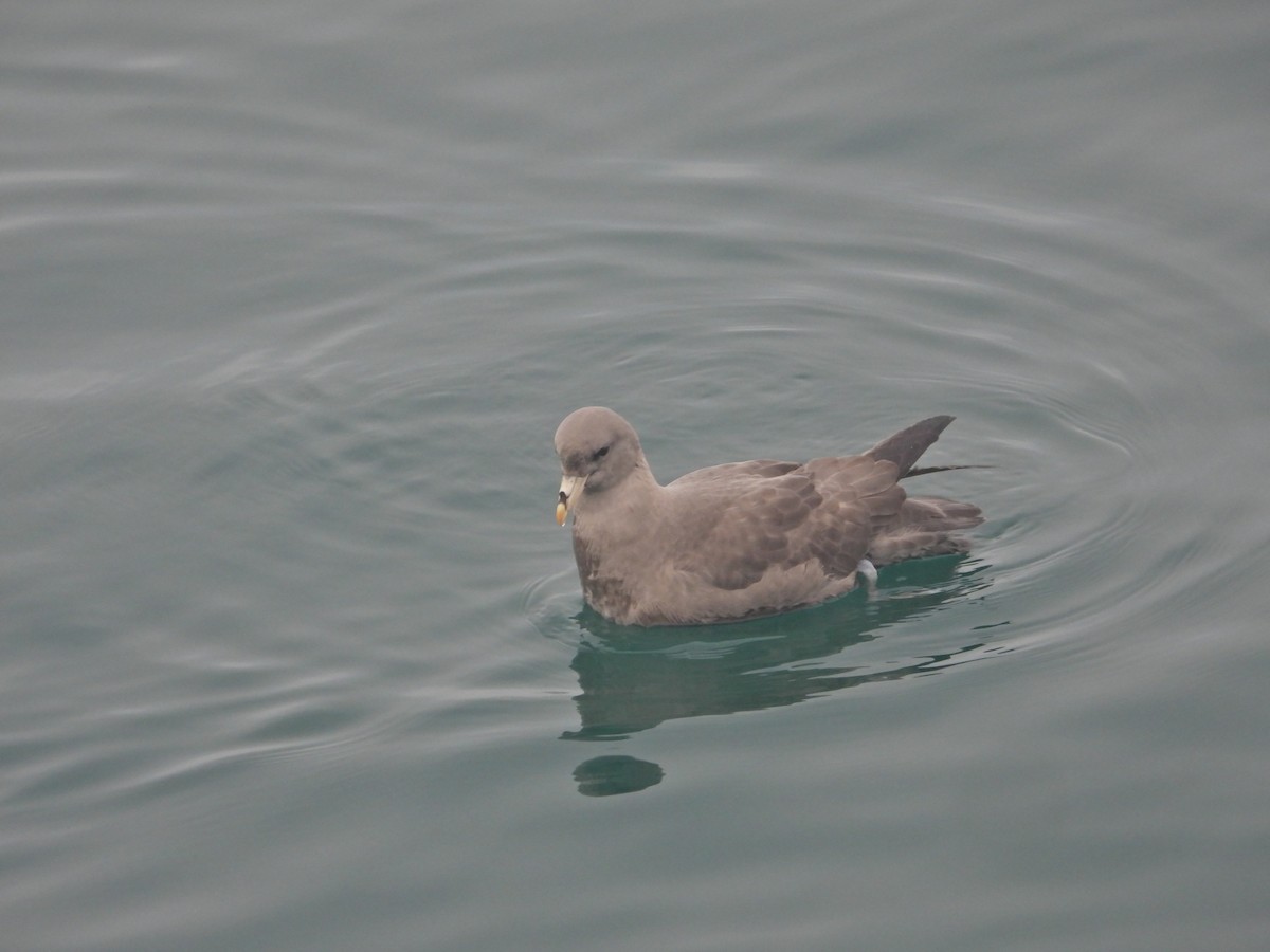 Буревісник кочівний - ML644548095