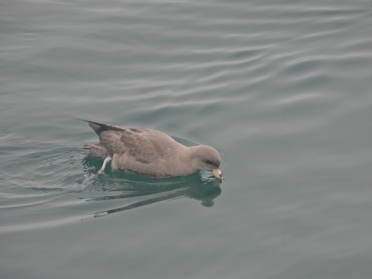 Буревісник кочівний - ML644548097