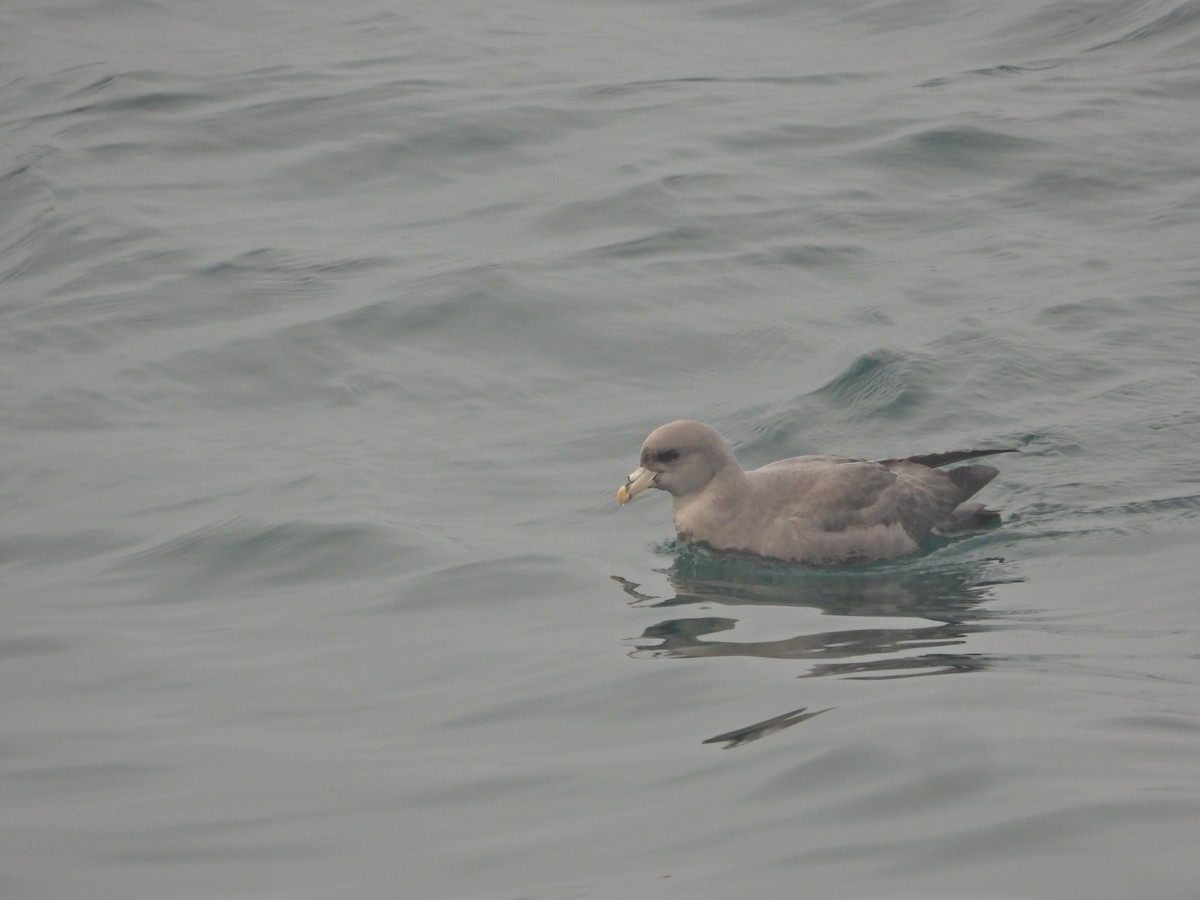 Буревісник кочівний - ML644548099