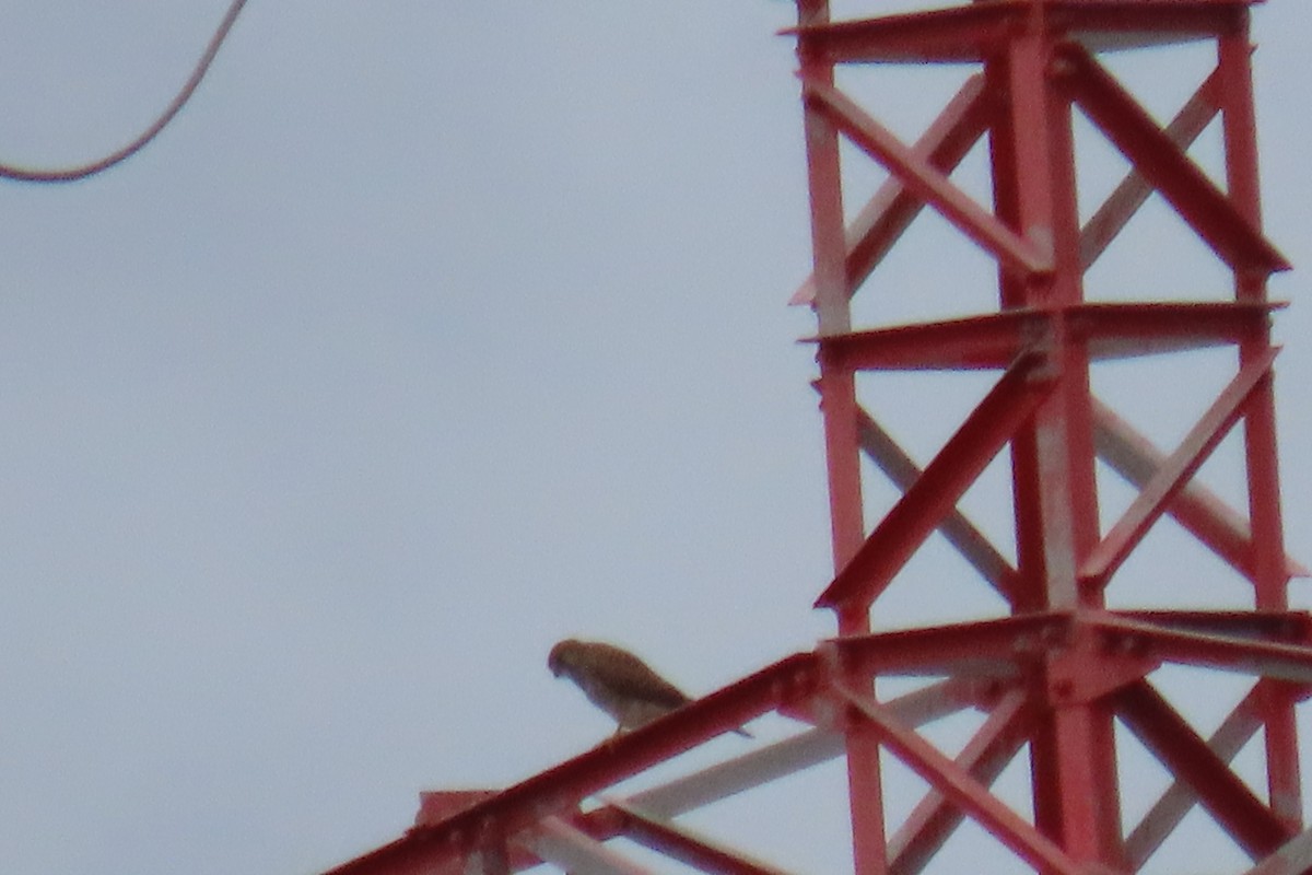 poštolka obecná - ML644548102