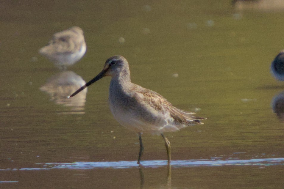 Kuliska oilagorra - ML644548112