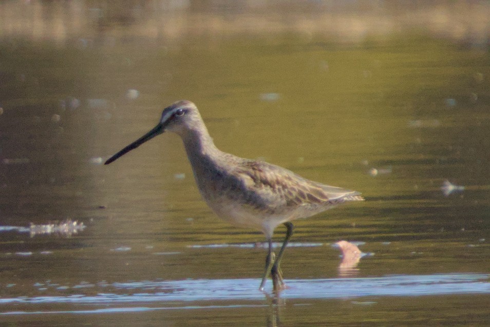 Kuliska oilagorra - ML644548113