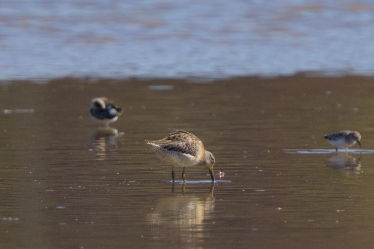 Kuliska oilagorra - ML644548114