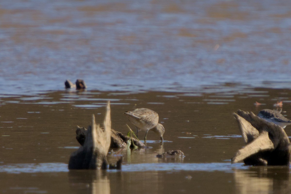 Kuliska oilagorra - ML644548115