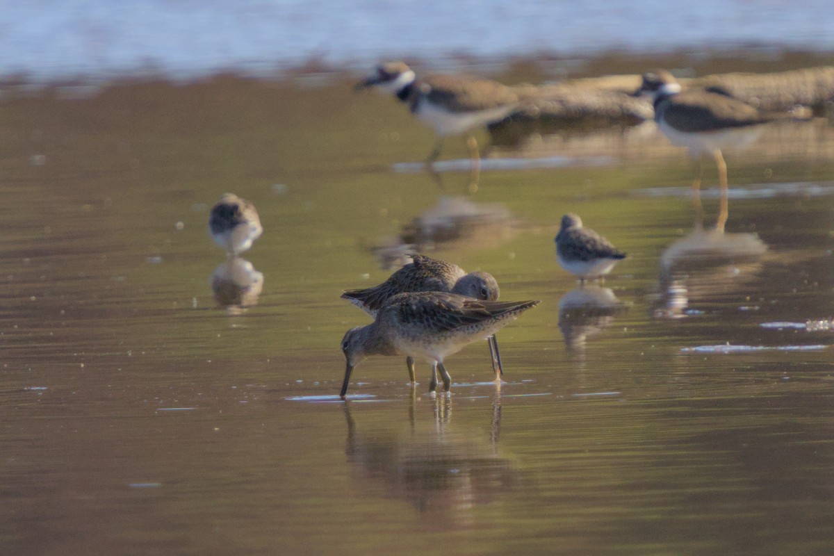 Kuliska oilagorra - ML644548116